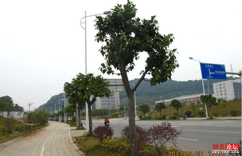 实地考察，银娱优越会誉城至香雪公园沿途景致